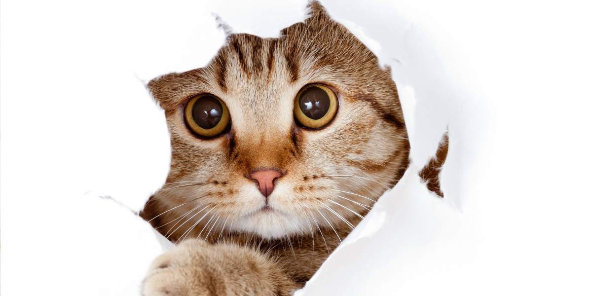 Les bonnes pratiques à savoir pour adopter un chat